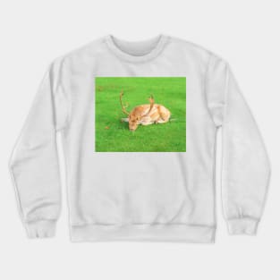 Sleeping Fallow Deer Crewneck Sweatshirt